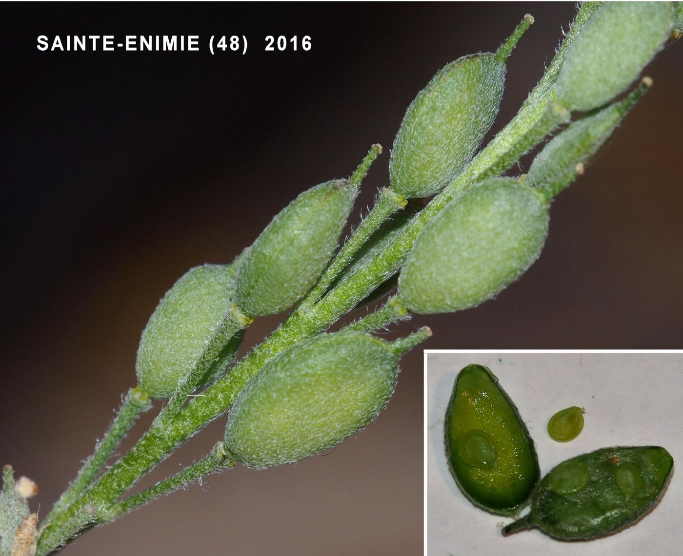 Alyssum, Hoary fruit